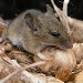 souris